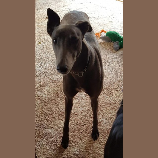 Photo of Lupin (Located In Lara)