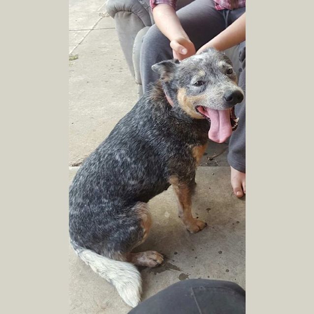 Photo of Lucy **Adopted**