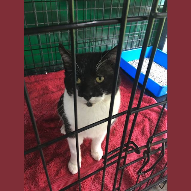 Photo of Ken Griffey Jnr *I'm Free To Adopt!*  (Cav17 147)