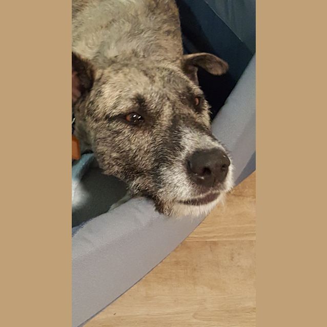 Photo of Freya   Special Needs   Deaf