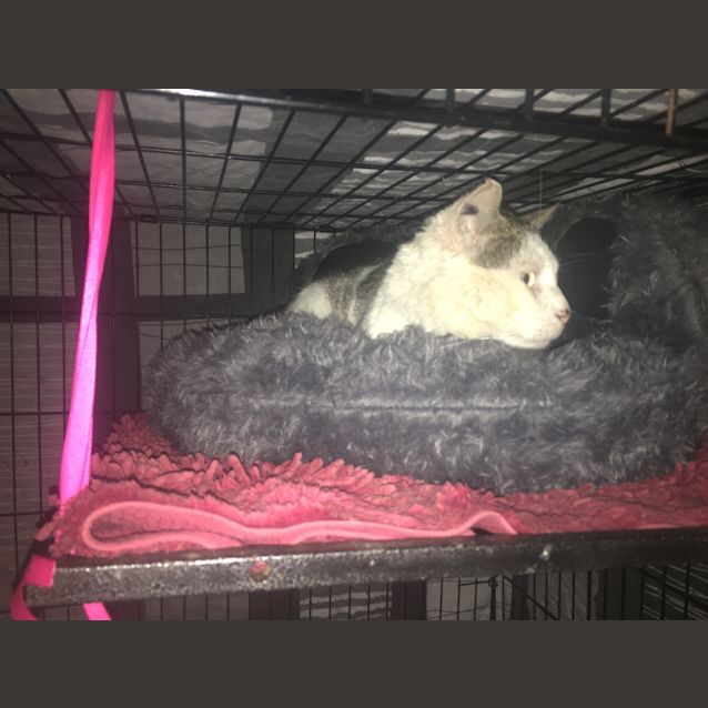 Photo of Mr Tomas Edison