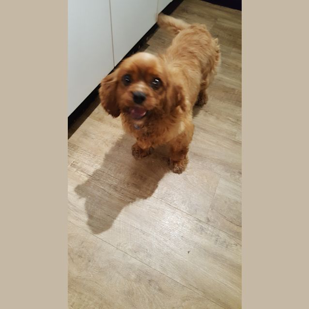 Photo of Ginger