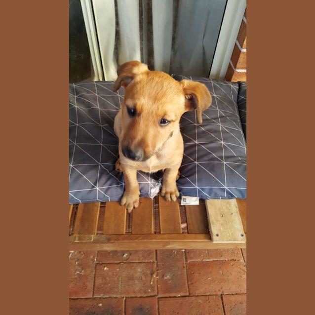 Photo of Nova