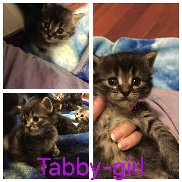 Photo of Tabby Girl
