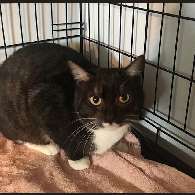 Photo of Bruno *I'm Free To Adopt!* (Cav17 88)