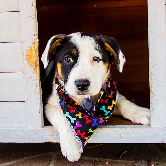Photo of Sierra ~ Border Collie X Kelpie (Pending Adoption)