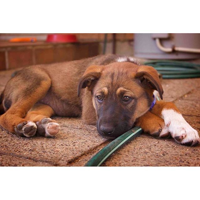 Photo of Lotus ~ Border Collie X Kelpie (On Trial 11/10/17)