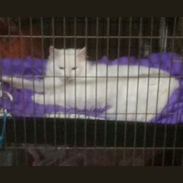 Photo of Skye. Stunning Long Hair Pure White!