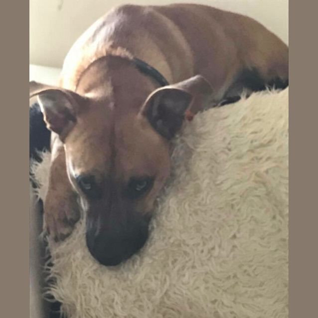 Photo of Diego **Adopted**