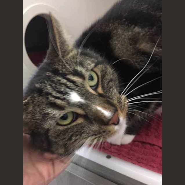 Photo of Bubby The Super Friendly Dog Cat! 