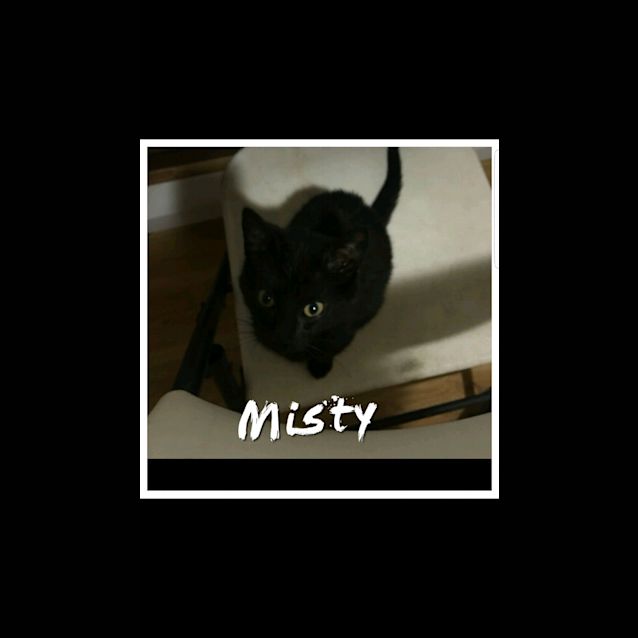 Photo of Misty