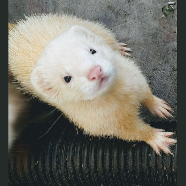 Photo of Henry