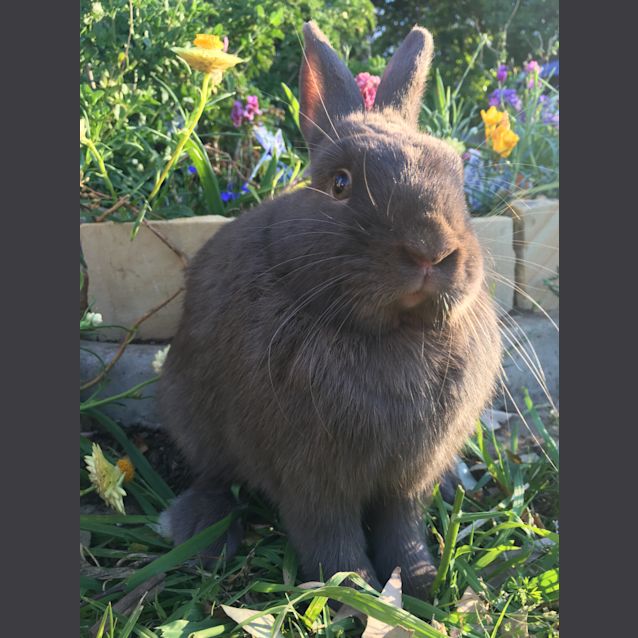Photo of Snickers 