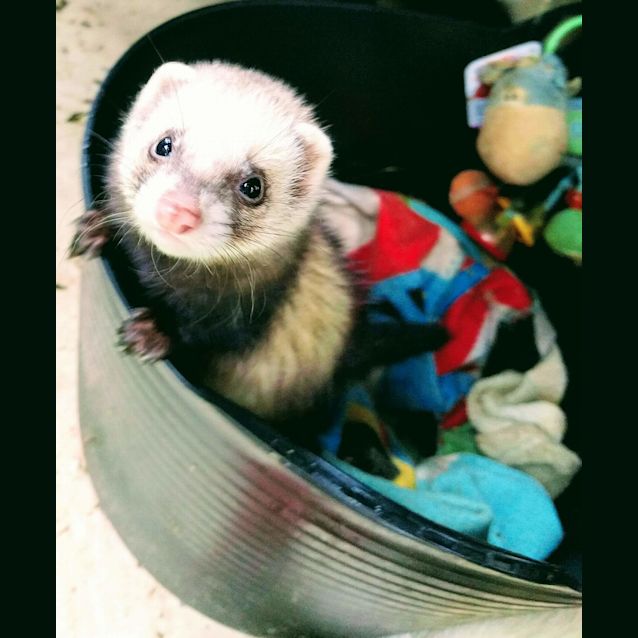 Photo of Mabel