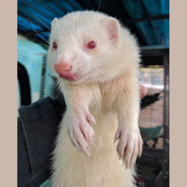 Photo of Rogue