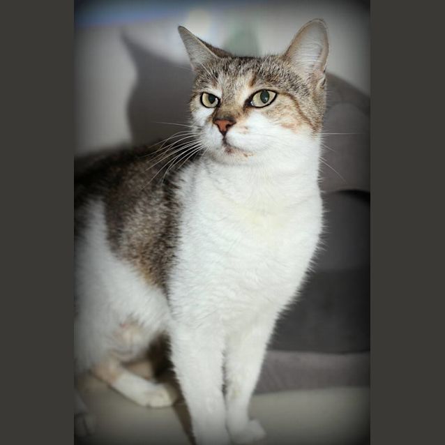 Photo of Cleo @ The Pet House Tuggerah