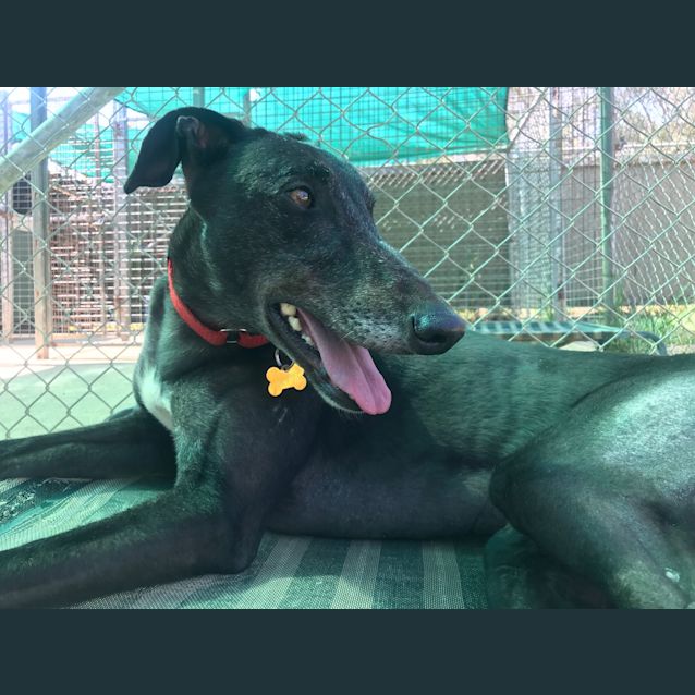 Photo of Coco (On Trial 15 Oct)