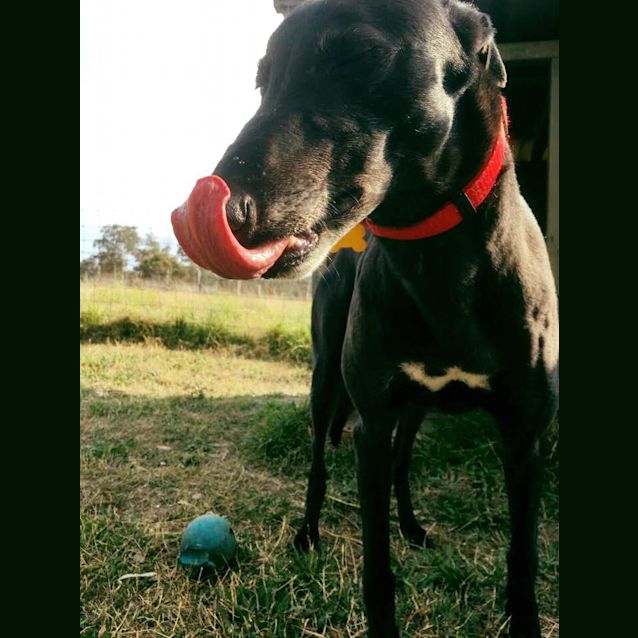 Photo of Max (On Trial 11 November)
