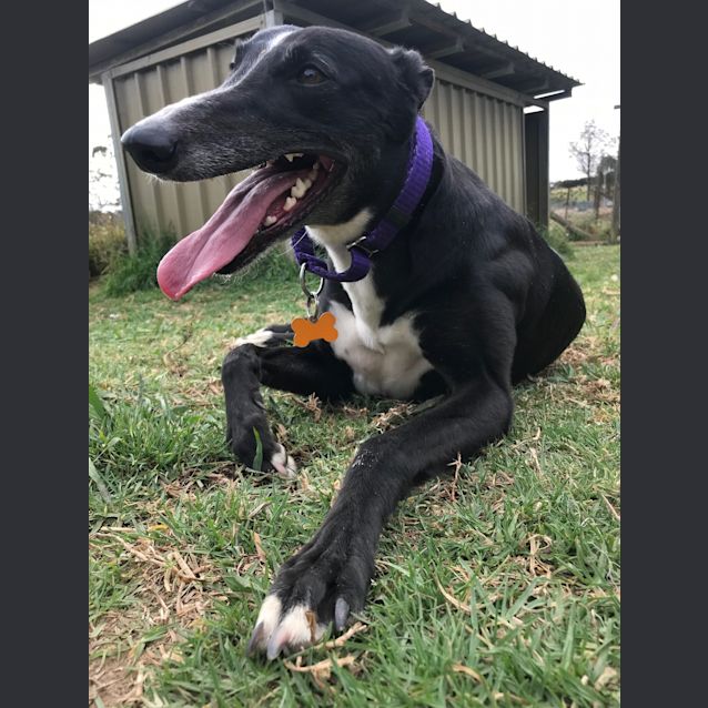 Photo of Sandy (On Trial 7 Sep)