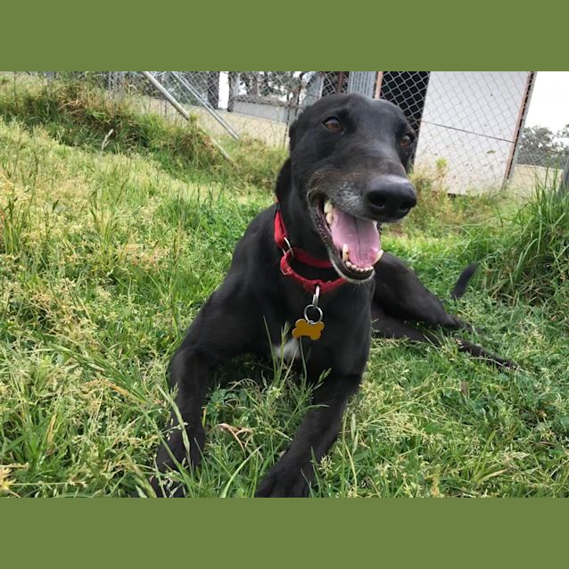 Photo of Scooter (In Foster 24 Feb)