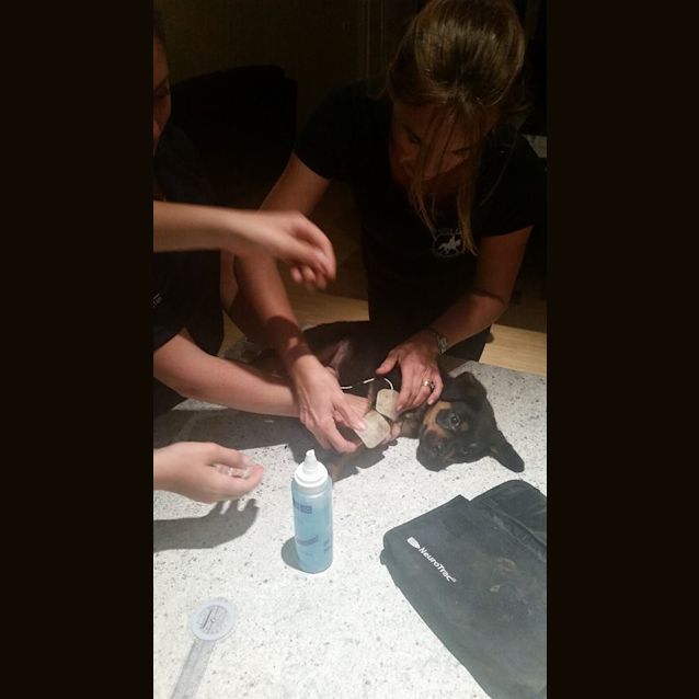 Photo of Nikita **Adoption Pending**