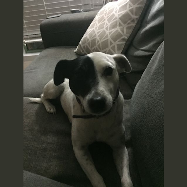 Photo of Mindy&Boxer 