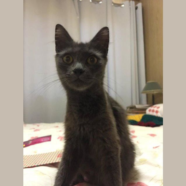 Photo of Mumma Cat