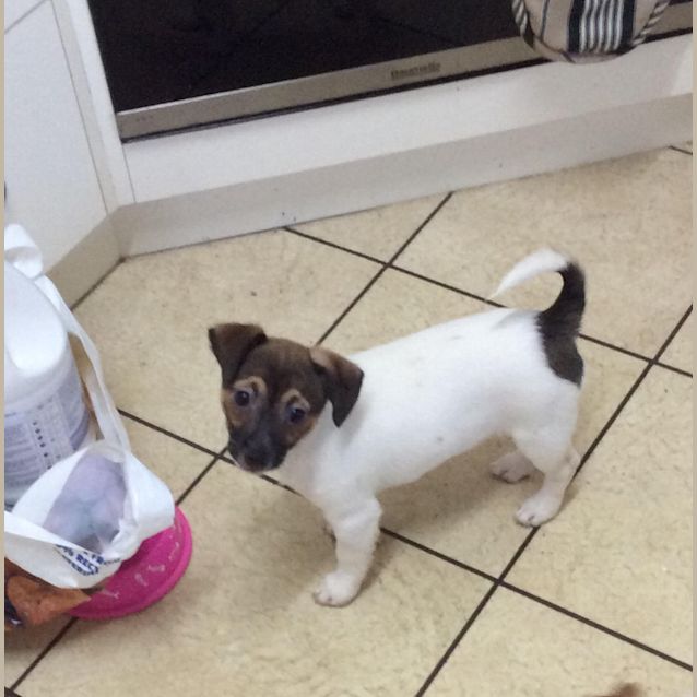 Photo of Polly