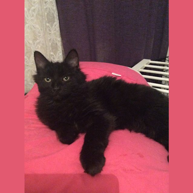 Photo of Cola
