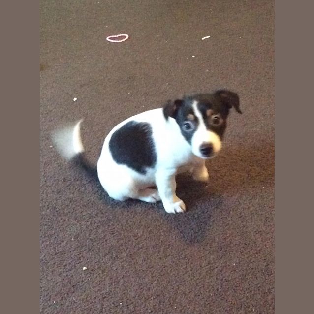 Photo of Oreo 