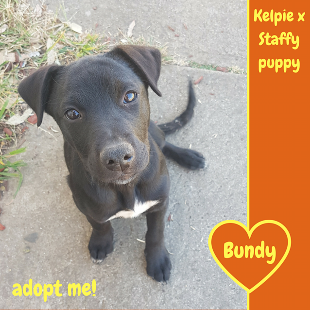 Photo of Bundy ~ Kelpie X Staffy (On Trial 7/10/17)
