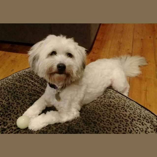 Photo of Cheeko