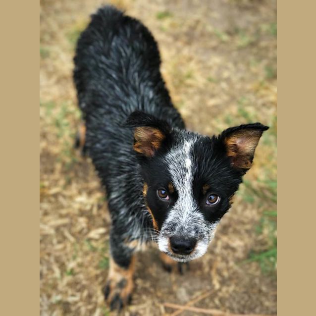 Photo of Pippa 