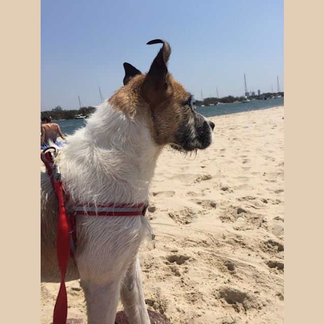 Photo of Bentley  **Adoption Pending**