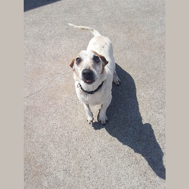 Photo of Petey