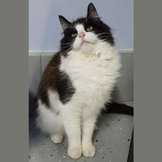 Photo of Piper