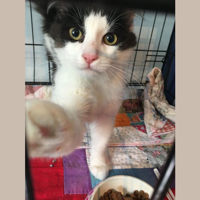 Photo of Tiffy (Cav17 142)