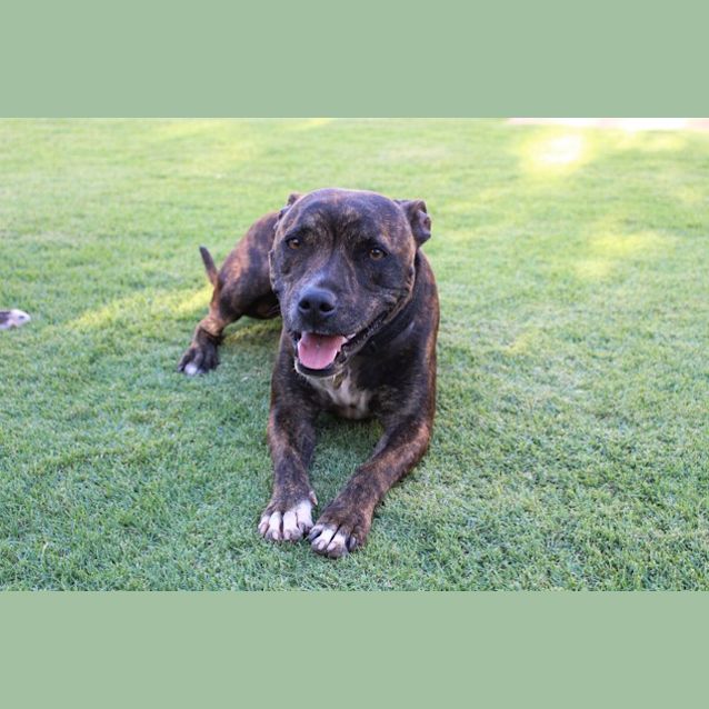Photo of Tiger (D3343) 