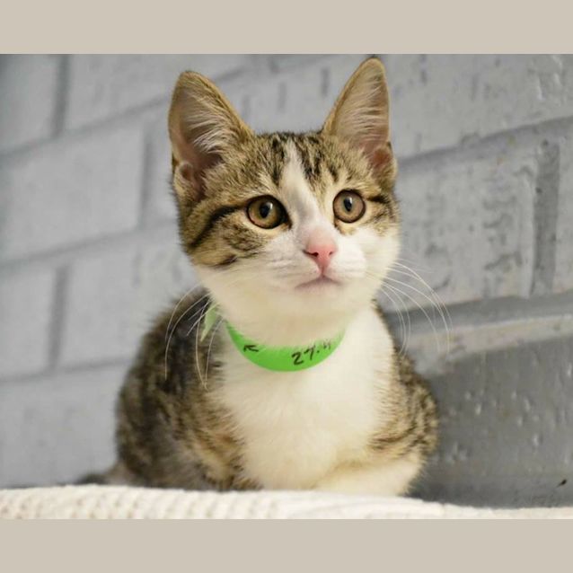 Photo of Yzma 