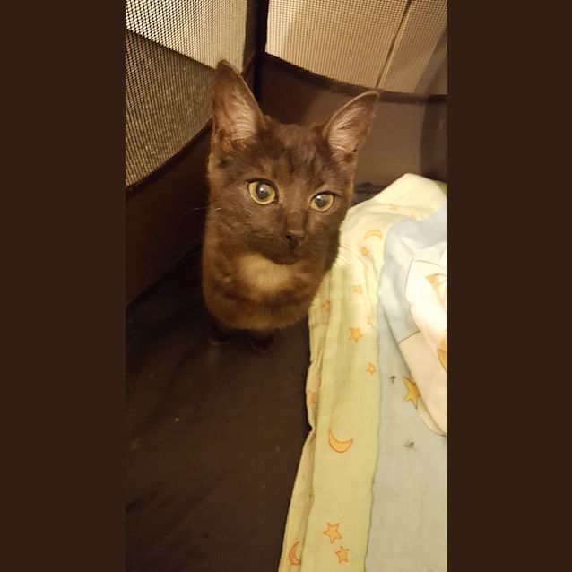 Photo of Smokey **2nd Chance Cat Rescue**
