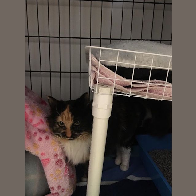 Photo of Biscuit