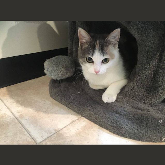 Photo of Taffy