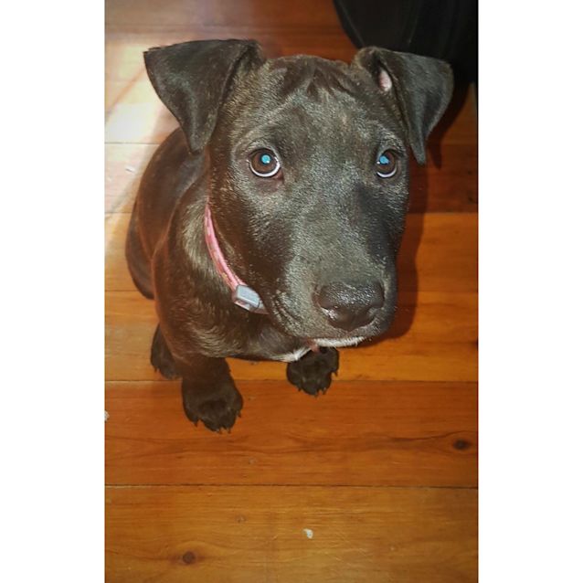 Photo of Marlie *•Adopt Me•*