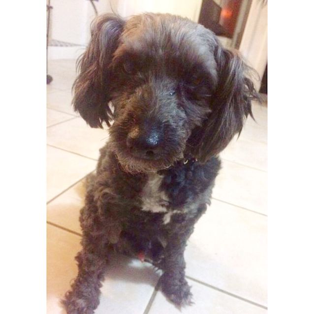 Photo of Koda *•Adopt Me•*