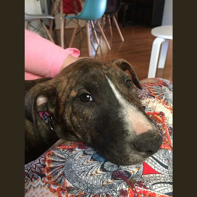 Photo of Pippa *•Adopt Me•*
