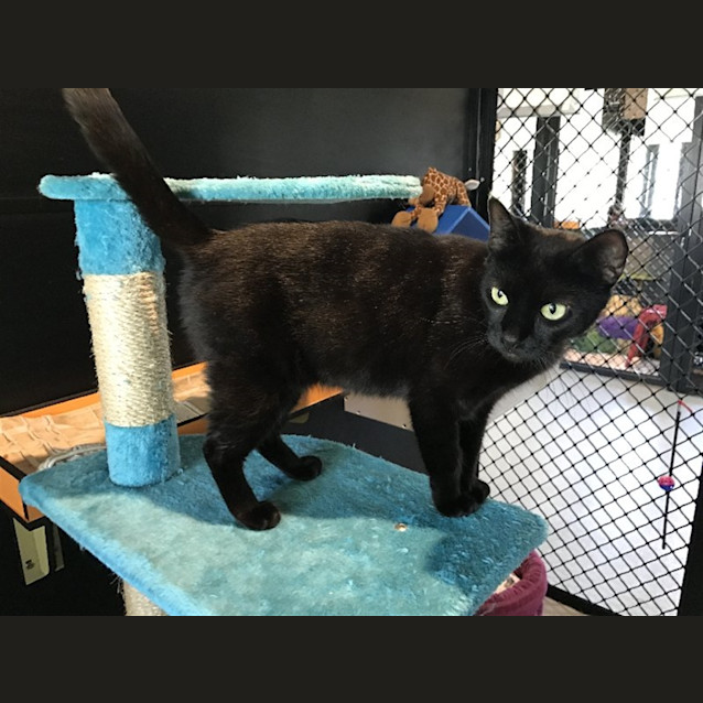 Photo of Ebony