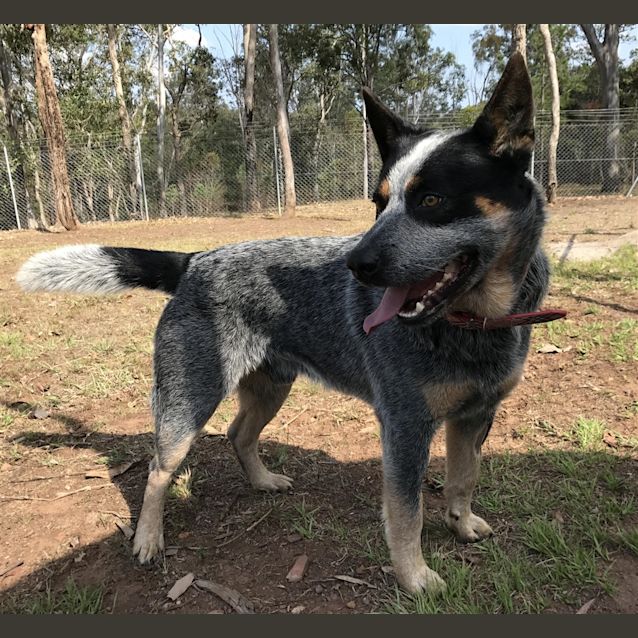 Photo of Bluey