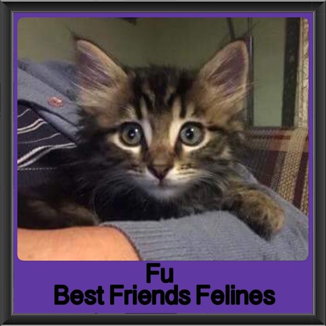 Photo of Fu