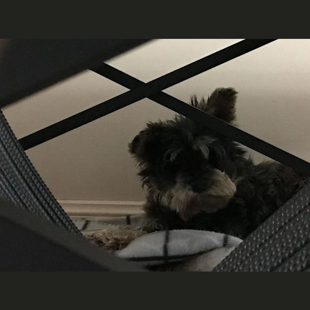 Photo of Mavis