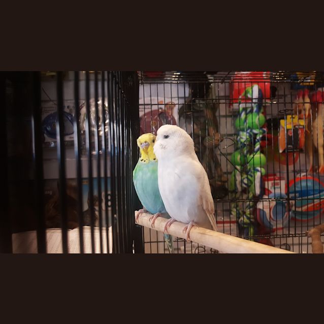 Photo of Pearl And Bertie